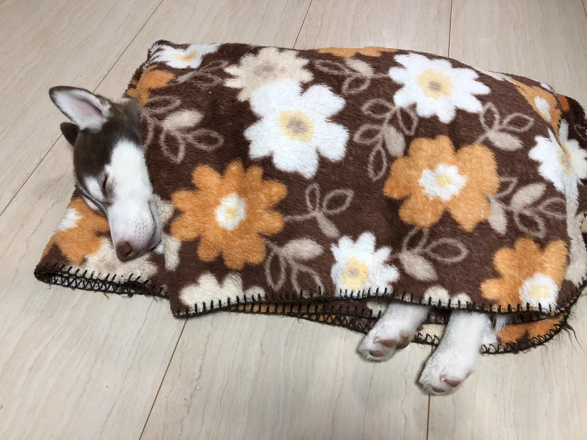 生き物共通の気持ちよさ？お布団を理解しているハスキー子犬！