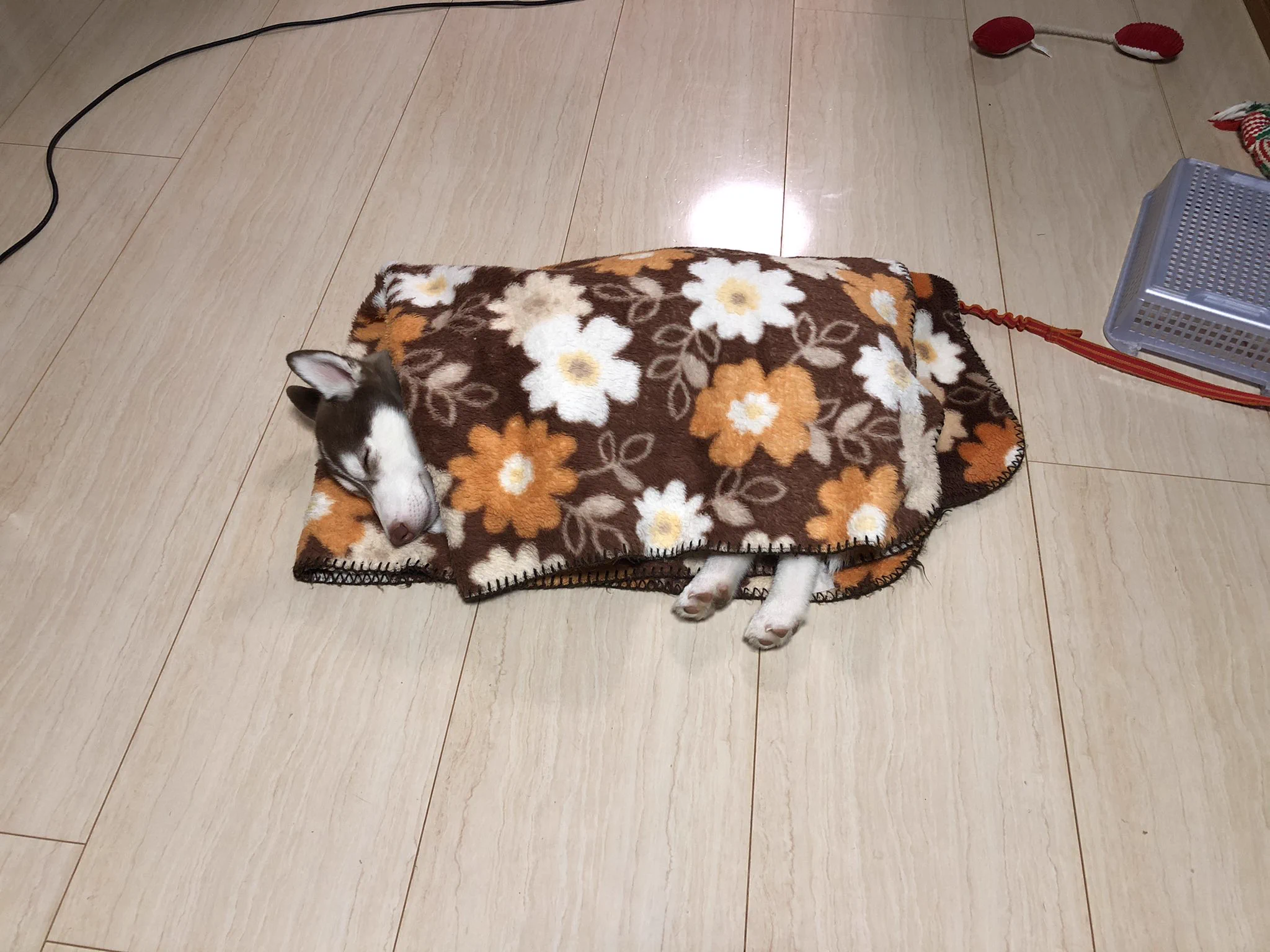 生き物共通の気持ちよさ？お布団を理解しているハスキー子犬！
