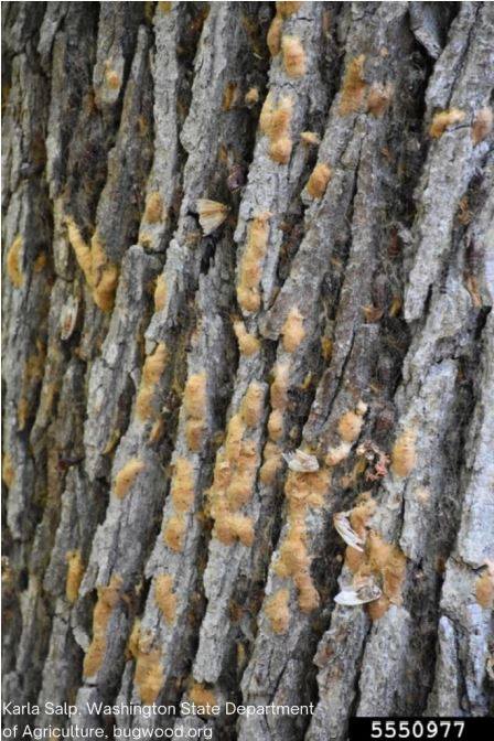 Little caterpillar, big appetite. Help take a bite out EGM numbers in Ontario by participating in the <a href="/InvSp/">Invasive Species Ctr</a> &amp; @OntModelForest Egg Mass Scrapping Contest! Bonus - participants will be entered into a draw for a prize pack! drive.google.com/file/d/1V7DLuv…