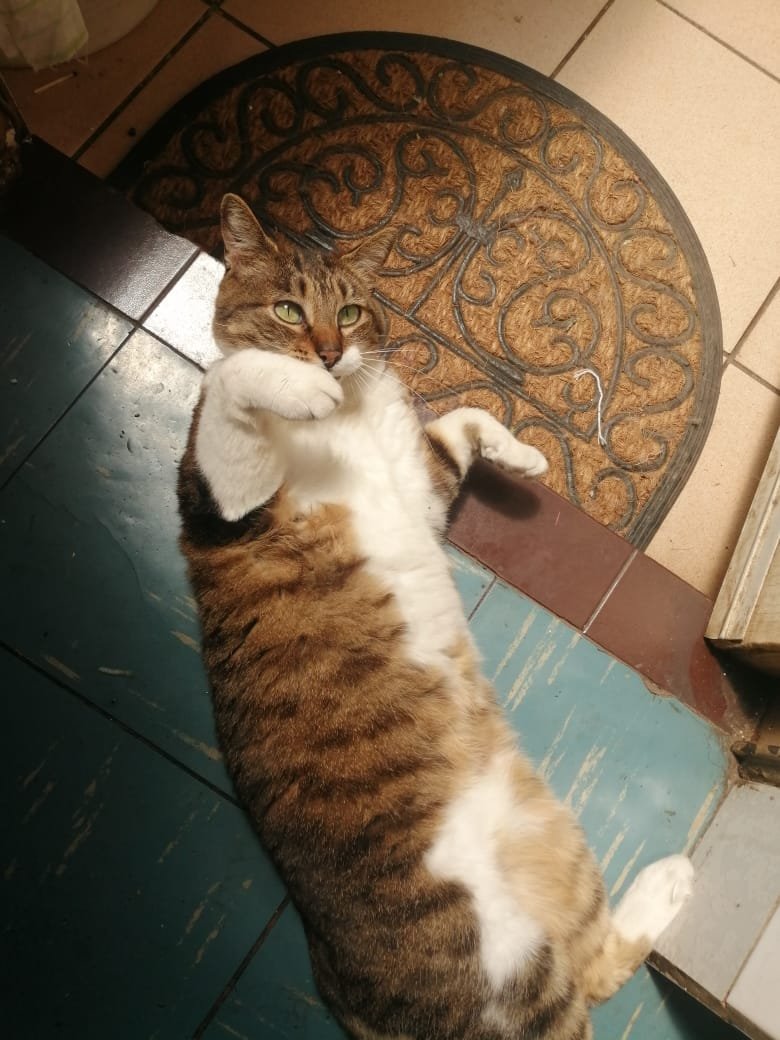 kirbysatan's tweet photo. #ninaupdate (no se rían de la expresión en q pone su boquita tiene un problema en sus dientes no la molesten!!!!) https://t.co/Pa7Pk3nDNI