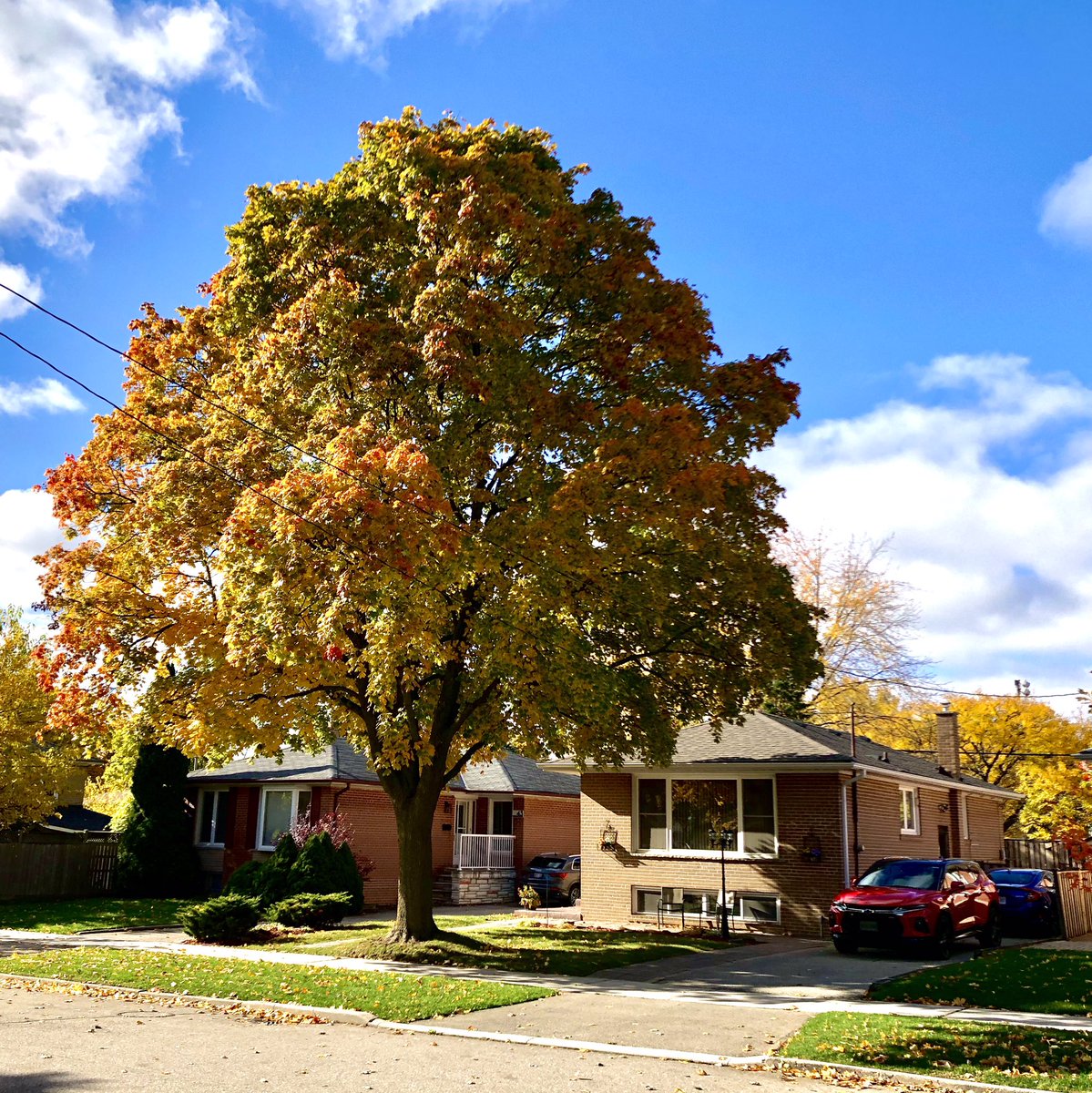 SteveUrszenyi's tweet photo. Autumn has arrived at our house in Toronto. I love this time of year—the vibrant colours, the cool temperatures, the refreshing nights. Enjoy your weekend!
.
.
#autumn #fall #toronto #etobicoke #eringate #ontario #maple #mapleleaves #amwriting #writerslife https://t.co/xa1ATflnyq