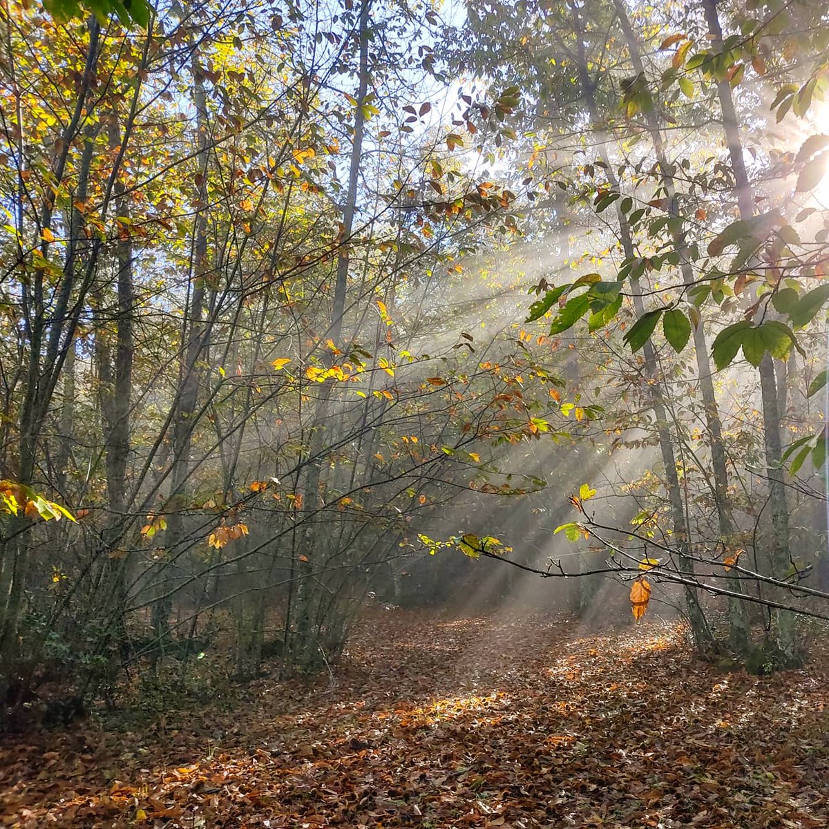 senderoscordoba's tweet photo. Ha llegado el #otoño a #sierraMorena cordobesa, y mañana seguiremos #cordobeando https://t.co/CYIihzImyC