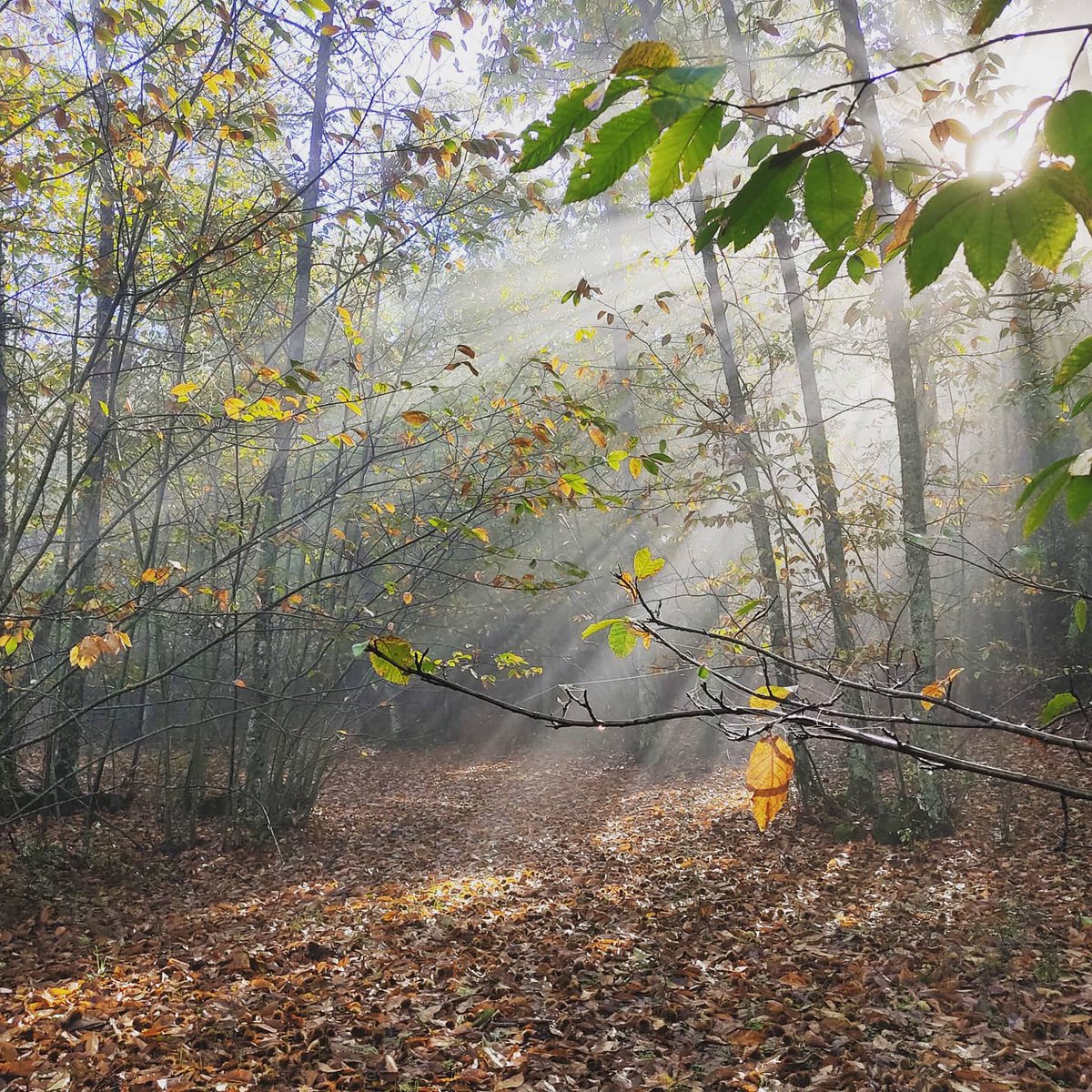 senderoscordoba's tweet photo. Ha llegado el #otoño a #sierraMorena cordobesa, y mañana seguiremos #cordobeando https://t.co/CYIihzImyC