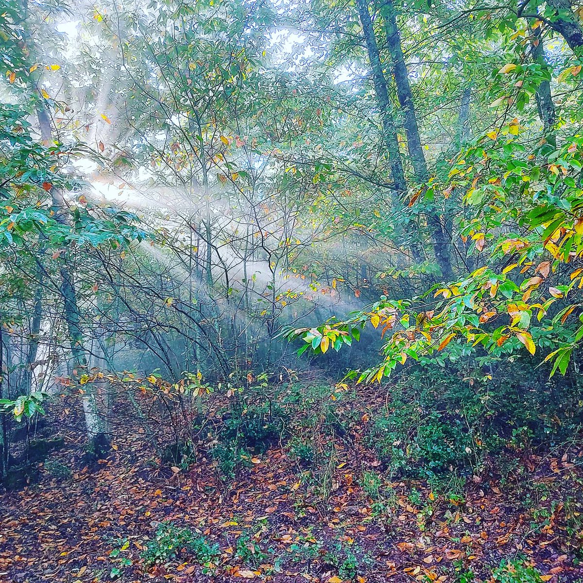 senderoscordoba's tweet photo. Ha llegado el #otoño a #sierraMorena cordobesa, y mañana seguiremos #cordobeando https://t.co/CYIihzImyC