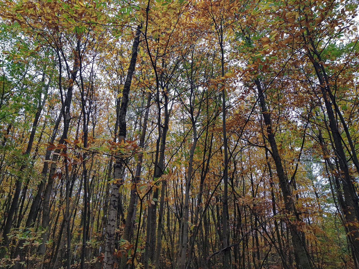 niallsmith1970's tweet photo. #Woods #Autumnleaves #HydonsBall @SurreyPic https://t.co/1CFZhQMvbw
