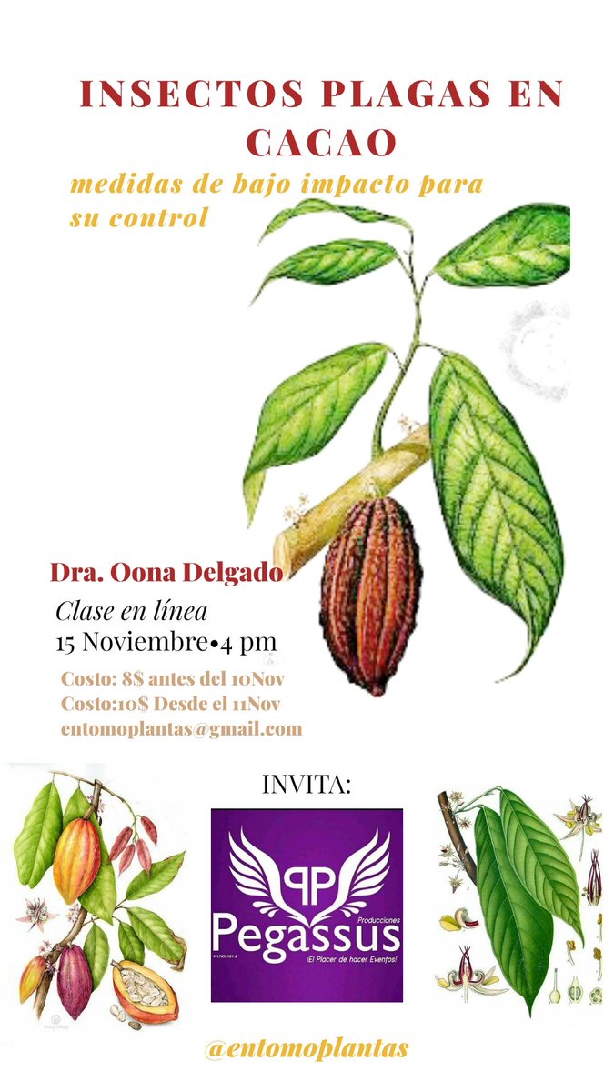 stephbrillante's tweet photo. La otra clase que había suspendido pero la daré💪🏻de alguna forma es: Insectos plagas en #Cacao 15Noviembre. Hablaré de: ☆Diversidad en cacaotal
☆Mariposas y cocos plagas😉
☆Control integral con la localidad
☆Factibilidad de controles
☆Polinizadores
#amoloquehago https://t.co/XibJwDZOIE