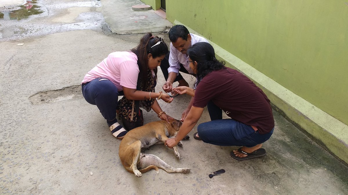 rkindiansoldier's tweet photo. #PeopleForAnimalOdisha 🐕
"There is nothing Truer in this world than the LovE ❤️ of A #Good_DoG".
The eye struck moment for team #PFAO when they saw a badly Head Injured stray Animal. It was so badly injured that without any late da treatment was done imdtly.
#PFAO_HHRC https://t.co/RnuFTliDfa