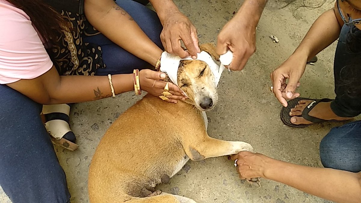 rkindiansoldier's tweet photo. #PeopleForAnimalOdisha 🐕
"There is nothing Truer in this world than the LovE ❤️ of A #Good_DoG".
The eye struck moment for team #PFAO when they saw a badly Head Injured stray Animal. It was so badly injured that without any late da treatment was done imdtly.
#PFAO_HHRC https://t.co/RnuFTliDfa
