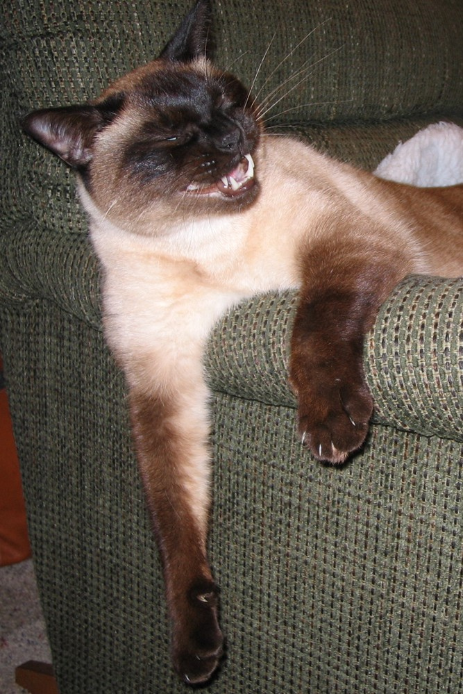 CatsOfMicrosoft's tweet image. There's just 1 more week to enter the calendar- if you're a Microsoft employee (past or present) get your cat in. Need help? Reply or message us and we'll tell you how you can donate and enter. #CatsOfMicrosoft