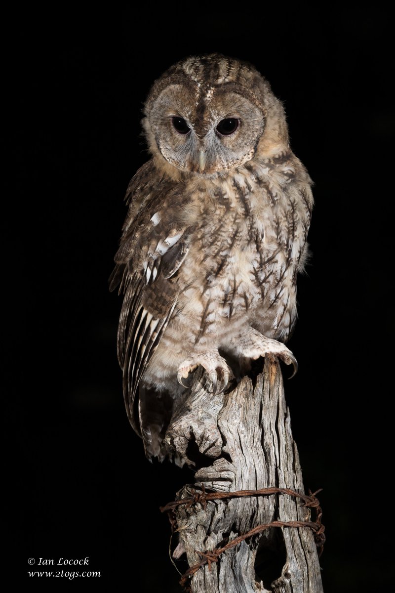 IanLocockPhotos's tweet photo. Tawny Owl - Cwmbran, South Wales

#Birds #wildlife #wildlifephotography #nature #naturephotography #2togs #ianlocock https://t.co/DDPUgh4mMc