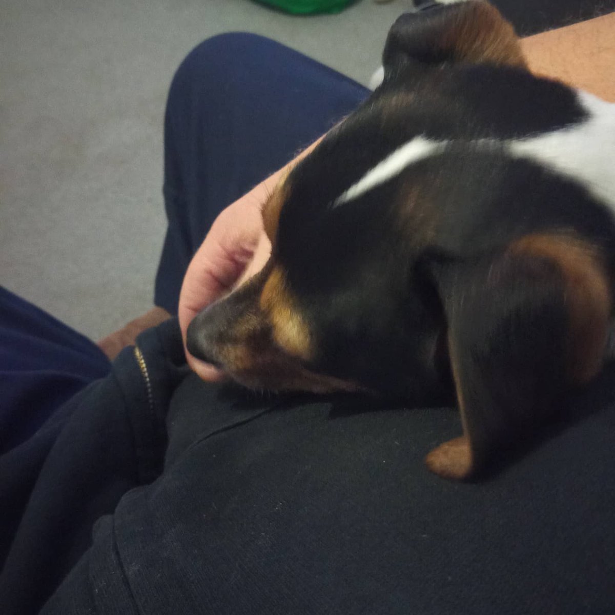 Auriga_ZA's tweet photo. Cuddles on the sette. #jack_russell #Heidi https://t.co/AzyRRK7Qnh