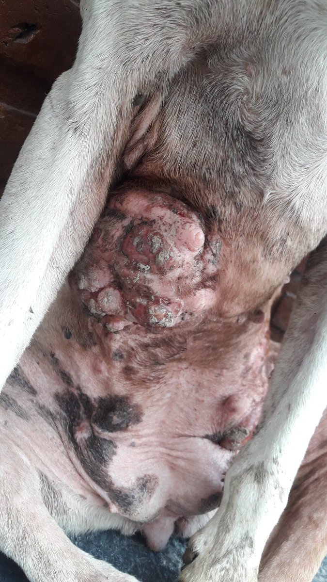 Esta perrita esta en mi trabajo, tiene muchos tumores en las mamas. Necesita ayuda. Por favor pueden compartir? La publiqué en amor perruno ni bien llegue al trabajo pero nadie aparecio. Gracias