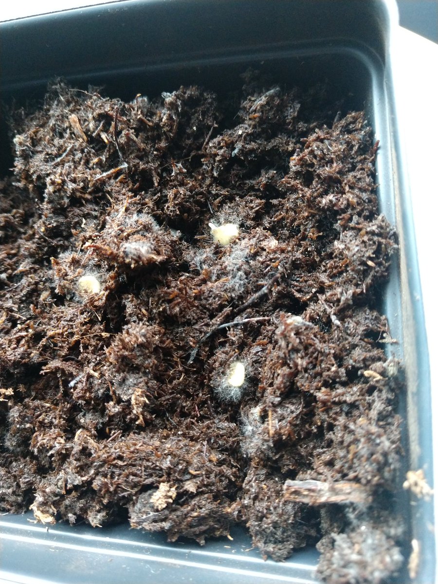 Jefferson MS Space Farmers tweet media