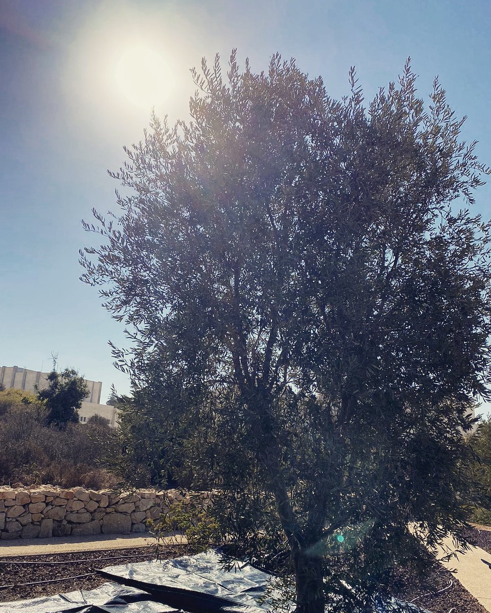 RamallahShapers's tweet photo. Olive Picking season is here! https://t.co/6FjMS1K0lZ