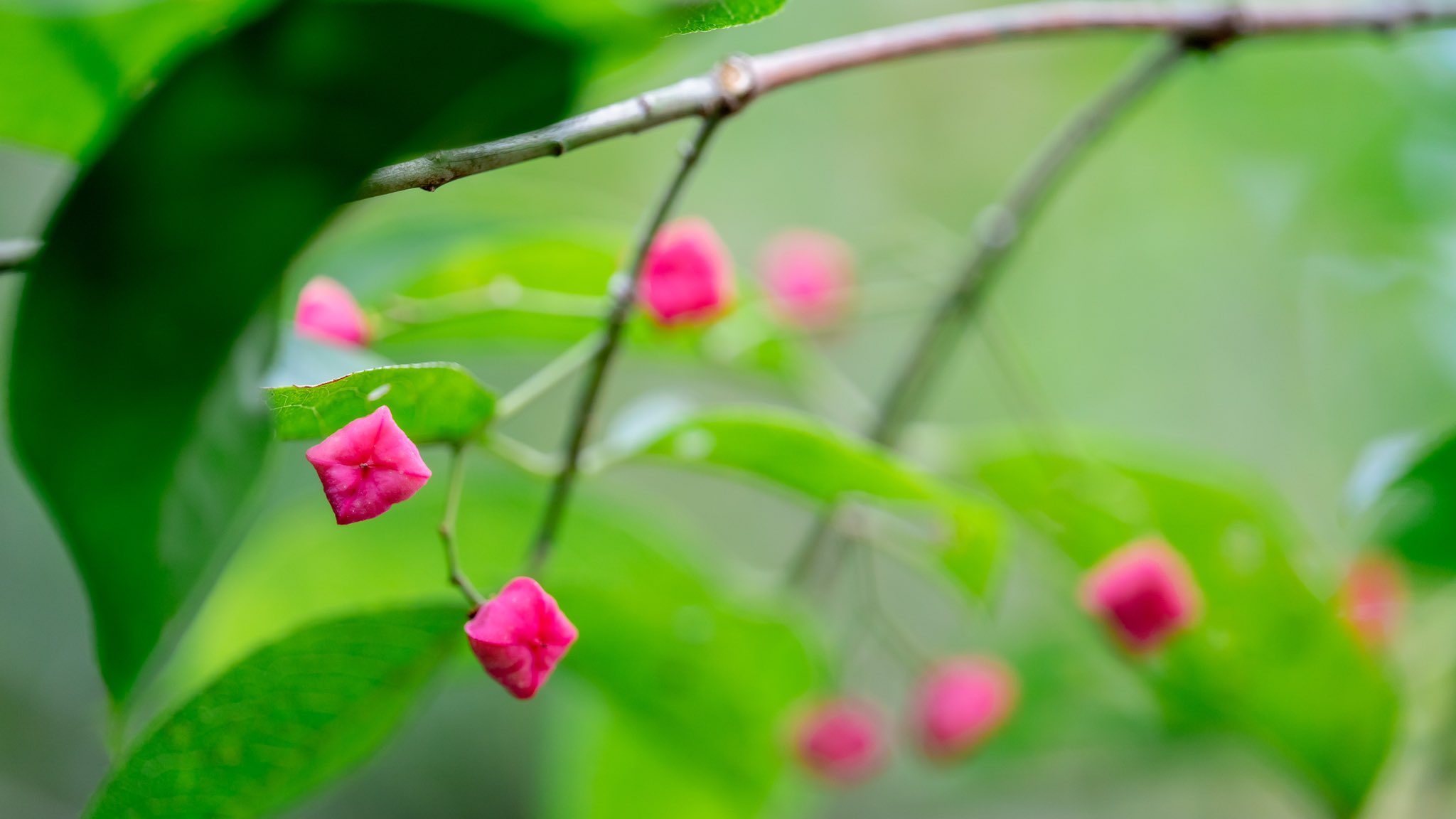 Takao マユミ マユミ の実が成っていました 四角いです あれに似てますね さくらんぼ餅 北海道 九州に分布 ニシキギ科ニシキギ属 マユミ の木は強くよくしなるので弓の材料に使われて真弓という名前がついたそうです 花言葉は あなたの魅力を心に Takao マユミ マユミ の実が成っていました 四角いです あれに似てますね さくらんぼ餅 北海道 九州に分布 ニシキギ科ニシキギ属 マユミ の木は強くよくしなるので弓の材料に使われて真弓という名前がついたそうです 花言葉は あなたの魅力を心に