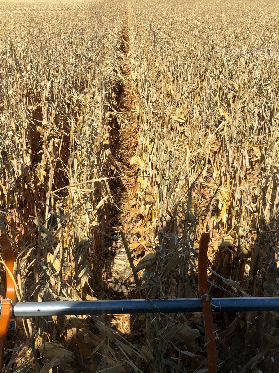 Jeff Theis (@theisag) on Twitter photo <a href="/wardynmi/">Mike Wardyn</a> moar P1120WAM style whites please. Looks like a possible step change in white yield. <a href="/PioneerSeeds/">Pioneer Seeds U.S.</a> <a href="/wardynmi/">Mike Wardyn</a> moar P1120WAM style whites please. Looks like a possible step change in white yield. <a href="/PioneerSeeds/">Pioneer Seeds U.S.</a>