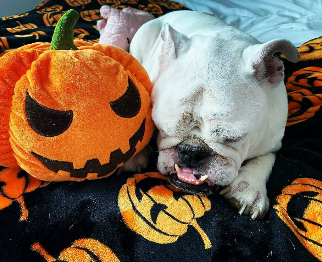 Spooky girl 🎃🎃🎃 instagr.am/p/CGvUxMphwU0/