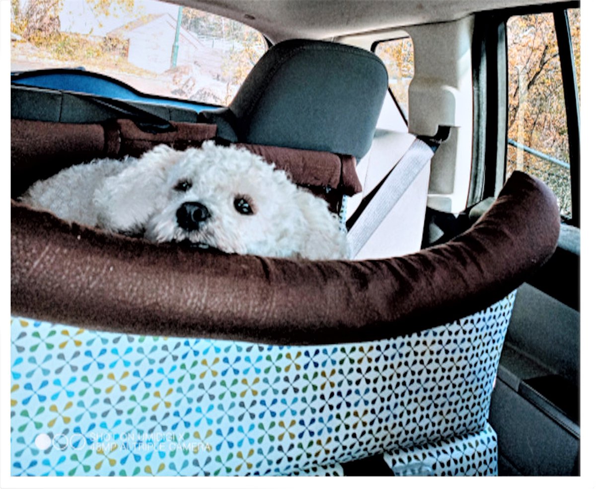 Benni-ButtonNose enjoying a fall drive.