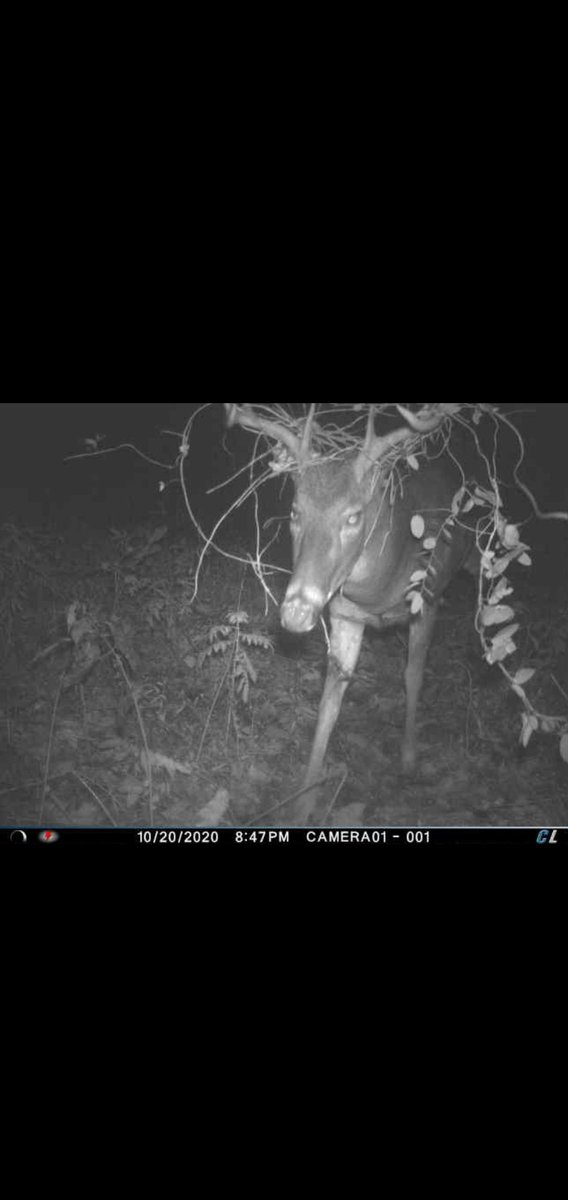 CARDINAL tweet media