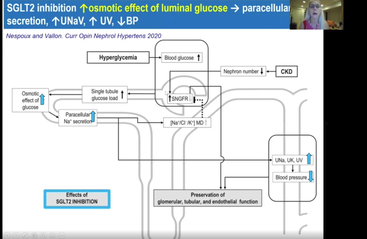 Firstly, SGLT2i can increase even the paracellular Na *secretion* From this  @CO_Neph_Hype review  https://pubmed.ncbi.nlm.nih.gov/31815757/   #KidneyWk