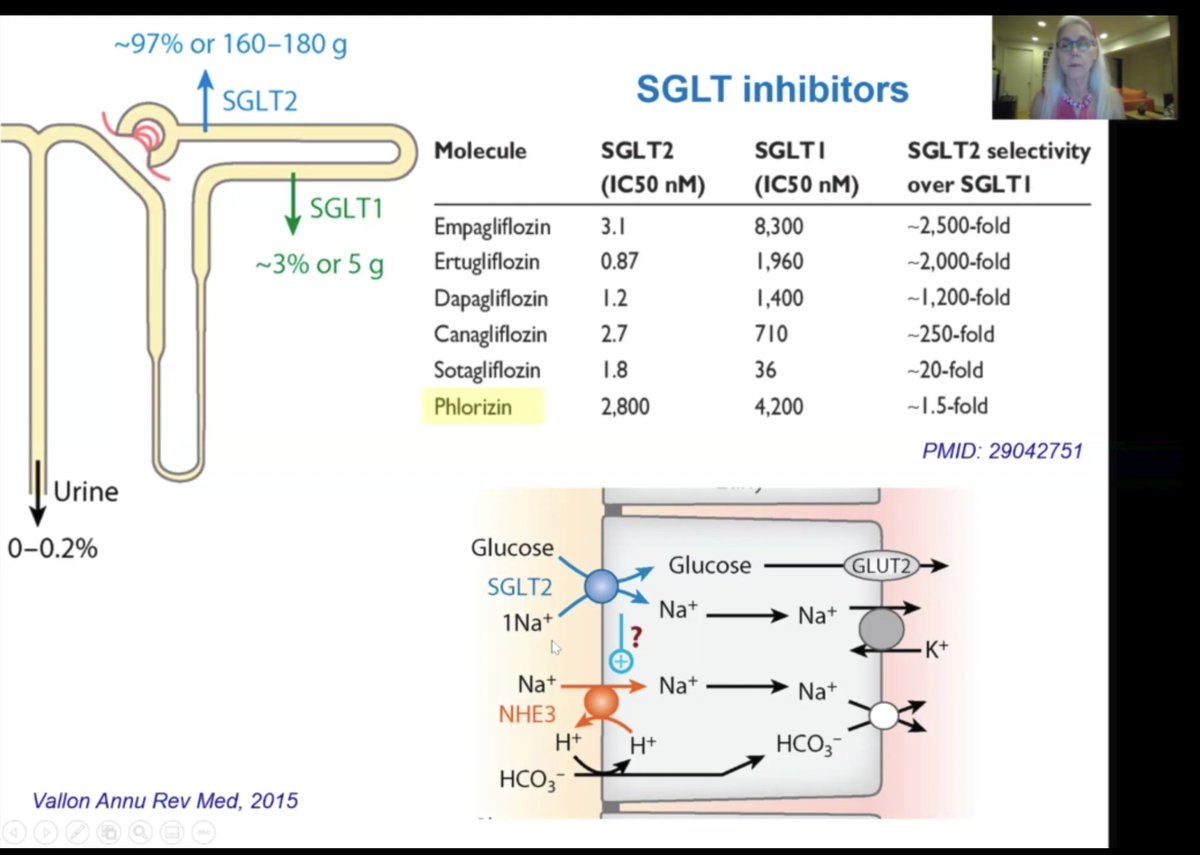 But most of her talk was focused on the NHE3, colacalized with SGLT2i on the proximal tubule (note the SGLT2i in use have a little bit SGLT1 inhibition - the one with the most Sotagliflozin RCT SCORED will be at AHA) #KidneyWk