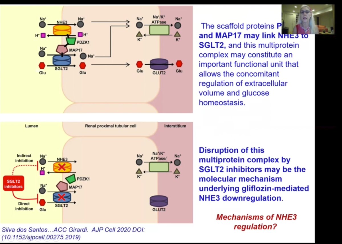 NHE3 reabsorbs Na; the H+ gets recycled so inhibition of NHE3 = more natriuresis so SGLT2i inhibition of NHE3 would make a lot of sense. How does it occur? SOme intriguing data on MAP17 mediation here  https://journals.physiology.org/doi/abs/10.1152/ajpcell.00275.2019?journalCode=ajpcell  #KidneyWk