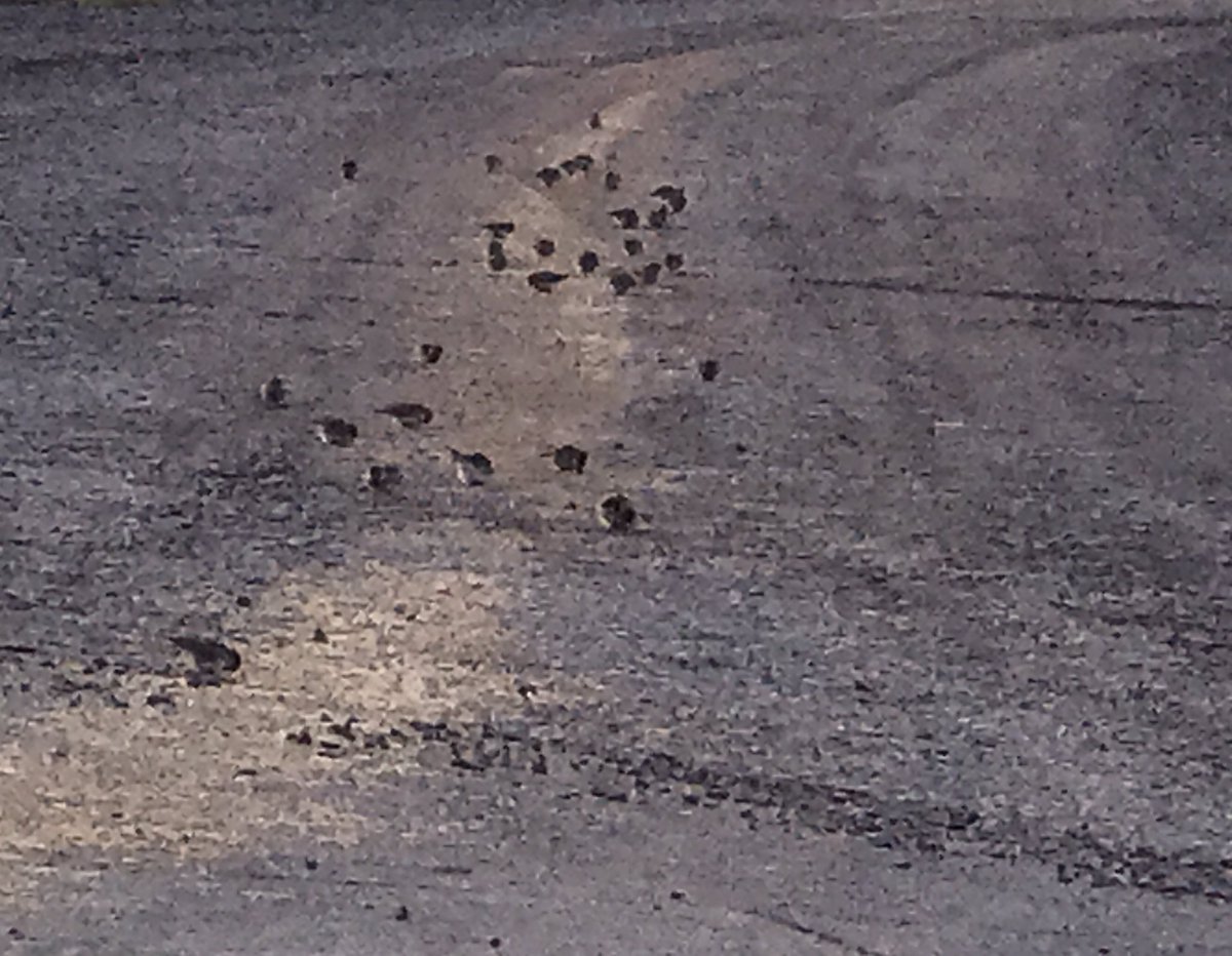 Tweety birds know a road paved in gold when they see it.  #spilledgrain #chubbyjuncos #brewerylife