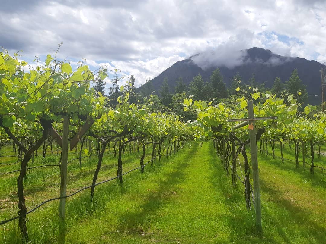 Fall ➡️ Spring

Visit us in the tasting room from 10-5:30, or shop online at robinridgewinery.com