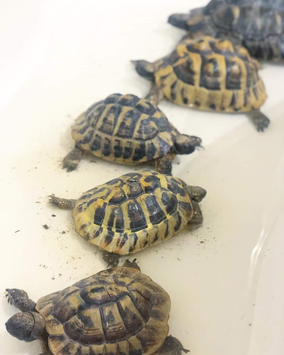 HappyPantsRanch's tweet photo. So after finally fixing the fences (fingers crossed!) I thought seeing as I’m already soaked I might as well continue with the wet theme..
“Sorry I can’t go out tonight I’m washing my torts.”
#truestory #sorrynotsorry #rocknroll #saturdayspa #wetwetwet #rescuetortoisea https://t.co/YrcNFtScuM