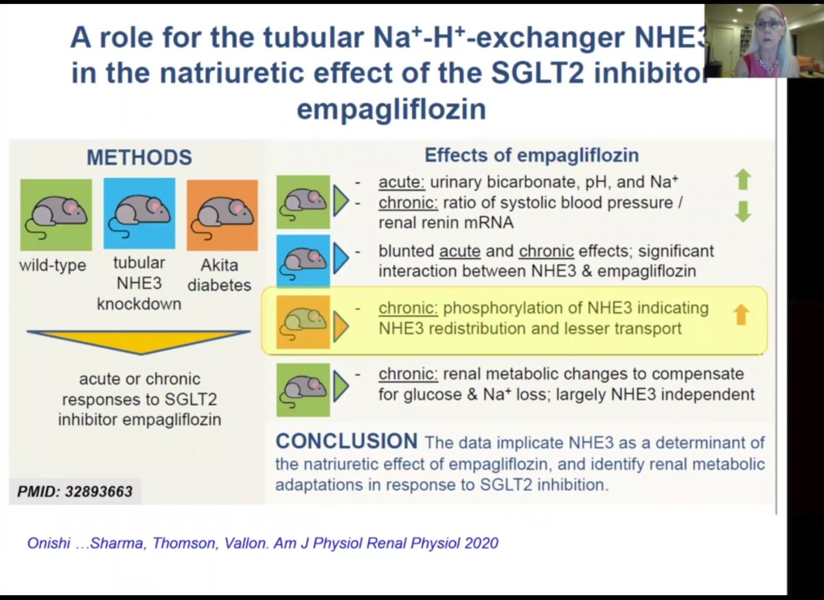 More here  https://pubmed.ncbi.nlm.nih.gov/32893663/  in  @AJPRenal (as an aside NHE3 also causes more bicarbonaturia - which is how NHE3 activity is measured) #KidneyWK