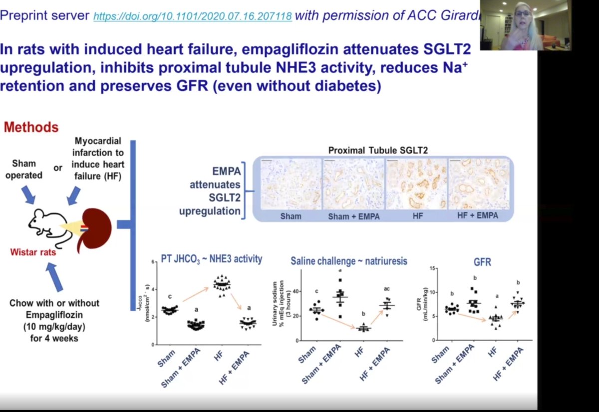 This role of NHE3 inhibition in the proximal tubule may also be significant in heart failure as shown in this  @biorxivpreprint  https://www.biorxiv.org/content/10.1101/2020.07.16.207118v1.full #KidneyWK
