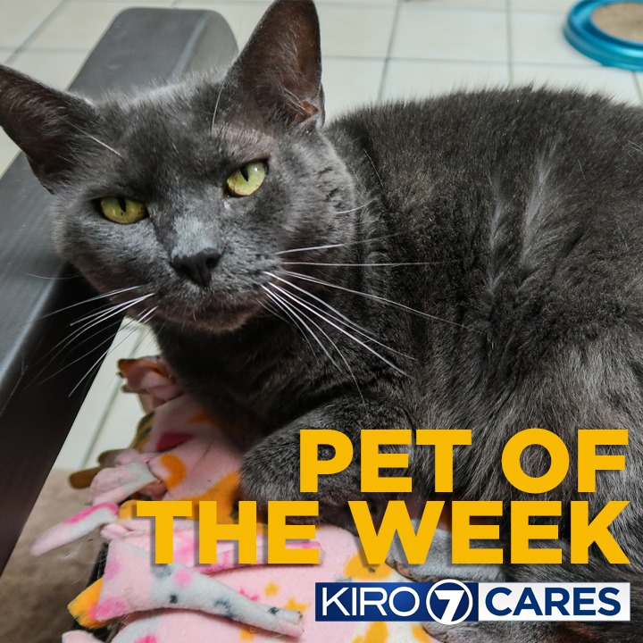 PurrfectPals's tweet photo. The @KIRO7Seattle Cares #PetoftheWeek is our very own handsome Hippy, a 4 y/o male cat. Hippy is a happy boy who lives life to the fullest b/c he has a heart condition. If you'd like to adopt Hippy head over to the #WhyNotMePets page on https://t.co/vXyohulD51 @PawsitiveAlliance https://t.co/TP3IzSwjAH