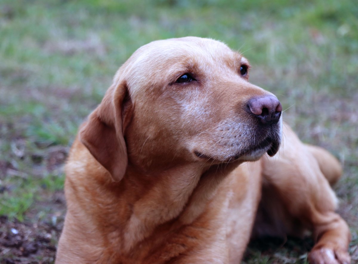 SocialAgUK's tweet photo. Meet Dulcie, one of the SocialAg helpers 🐶 despite being an old girl, she never says no to working! #GunDog

📷 Elsie Green https://t.co/JC9TGWIxxo