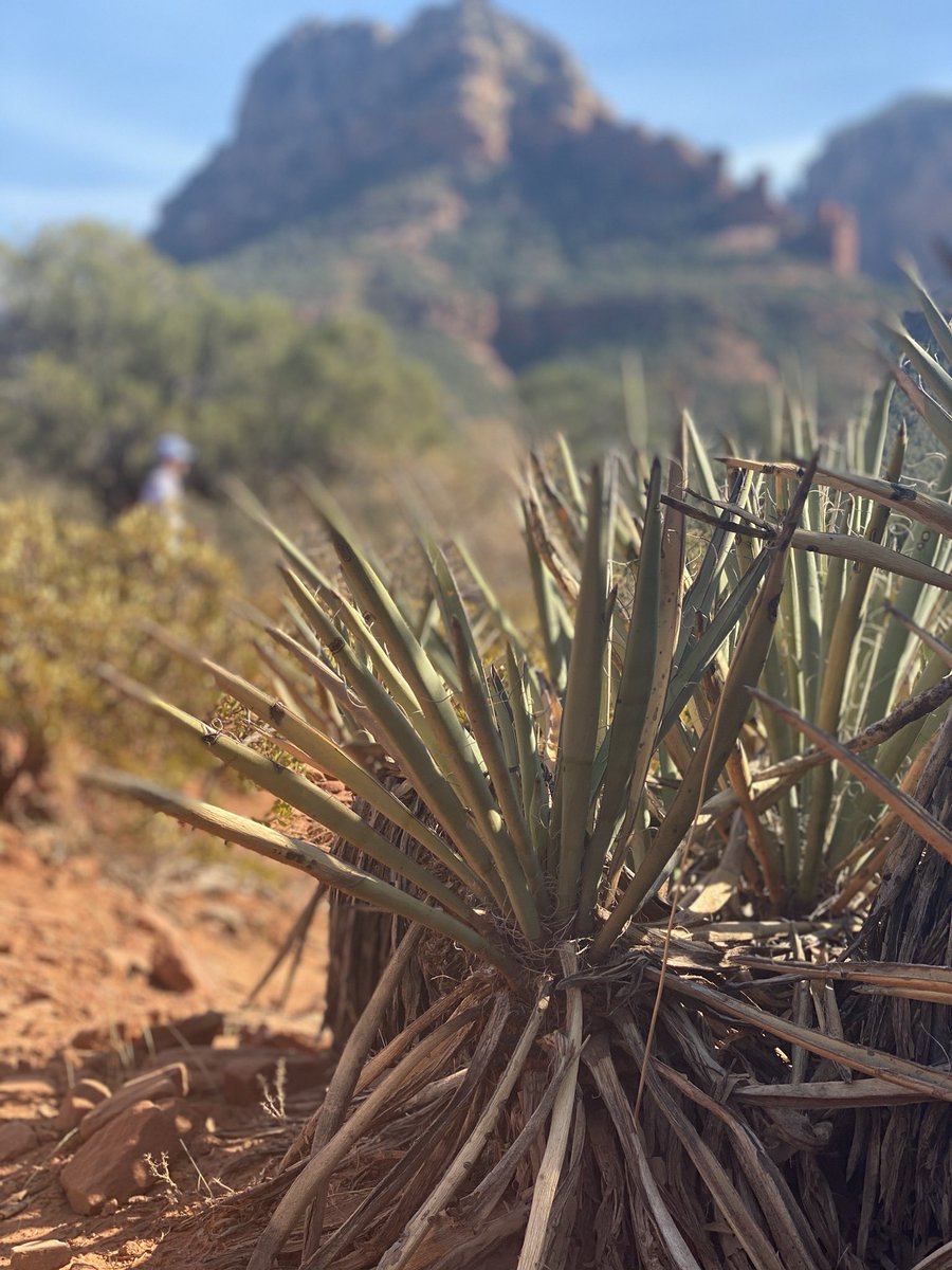 LindseyHenry365's tweet image. Incredible views from the Devil’s Bridge hike! 😈 

#DevilsBridge #hike #hiking #Arizona #travel #fall #views #roadtrip #Sedona
