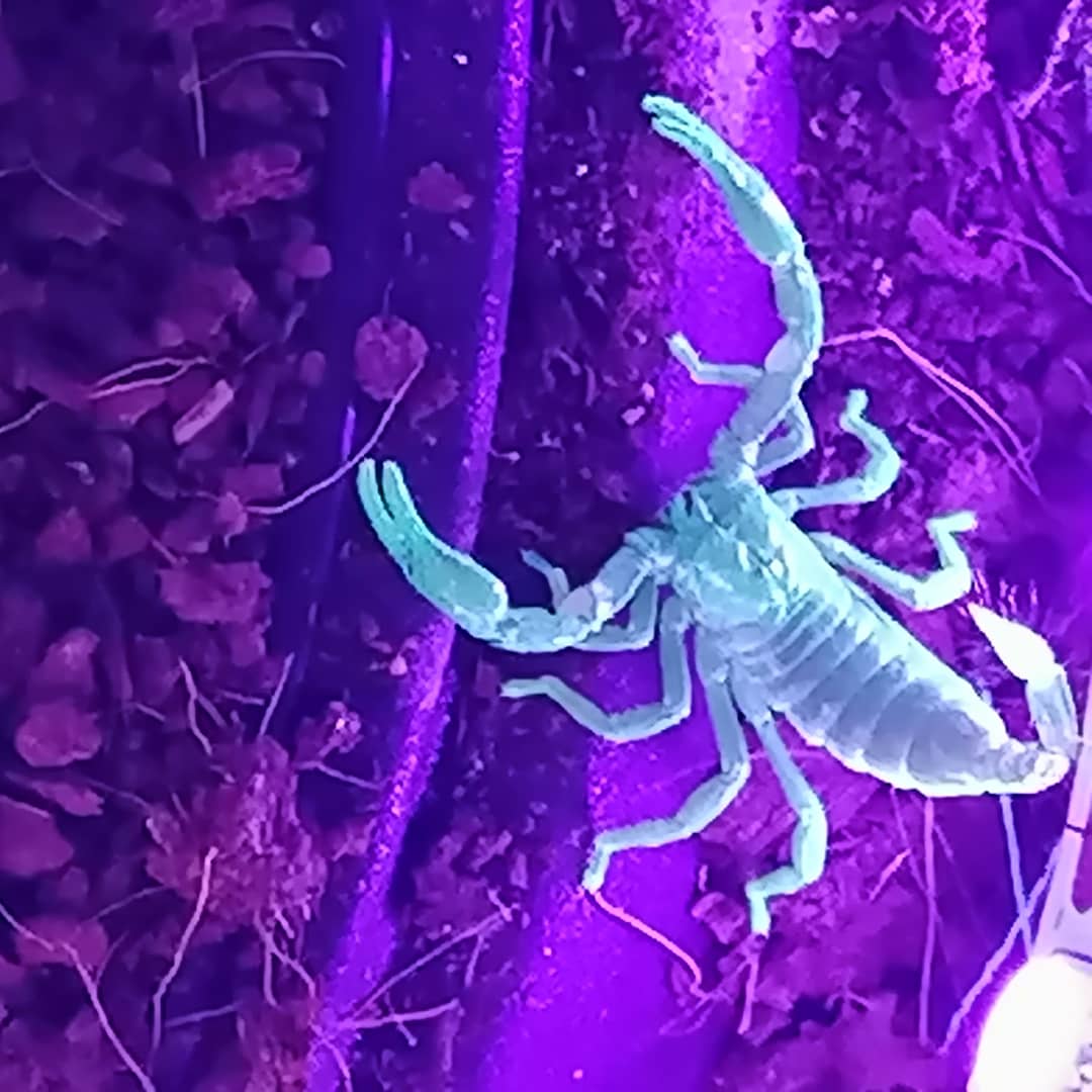 Leescreature_ft's tweet photo. My beautiful baby scorpion Forest
Love how they glow 
#scorpions #scorpion #glow https://t.co/Cu1f2OxnLK