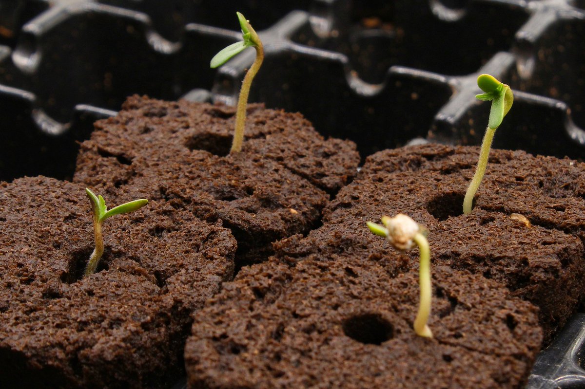 Greenseedtests's tweet photo. Hola, feliz fin de semana amigos, pues he decidido meter en mi cultivo a #Kritic_Auto de @KannabiaSeeds @IntKannabia que me dicen que es una buena opción si buscas una critical de calidad y rápido! Vamos a verlo. https://t.co/K1DxJnaz6J