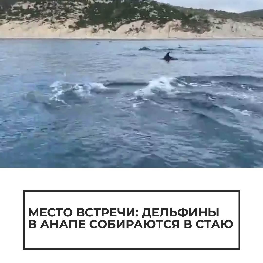 Дельфины у побережья Батуми. Дельфины Анапа 27 сентября 2022.