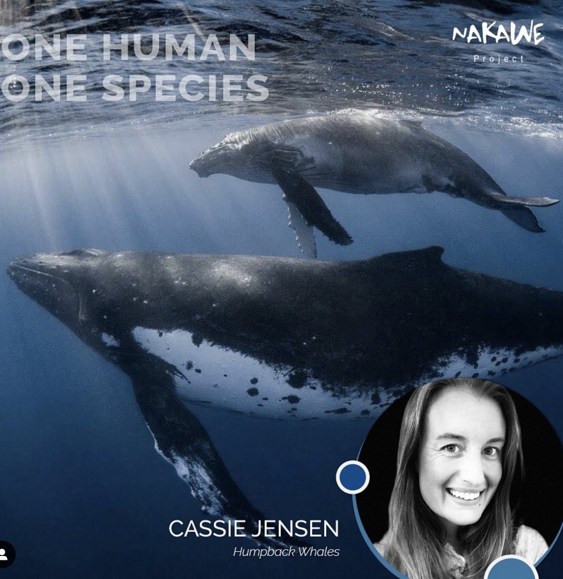 Not only will her prints bring the #ocean to your home (much needed in the current #environment), but all proceeds will also directly help fund the protection of these #whales and many other species.
#OneHumanOneSpecies #ThresherShark #ThresherSharks #WorthMoreAlive #LetLive