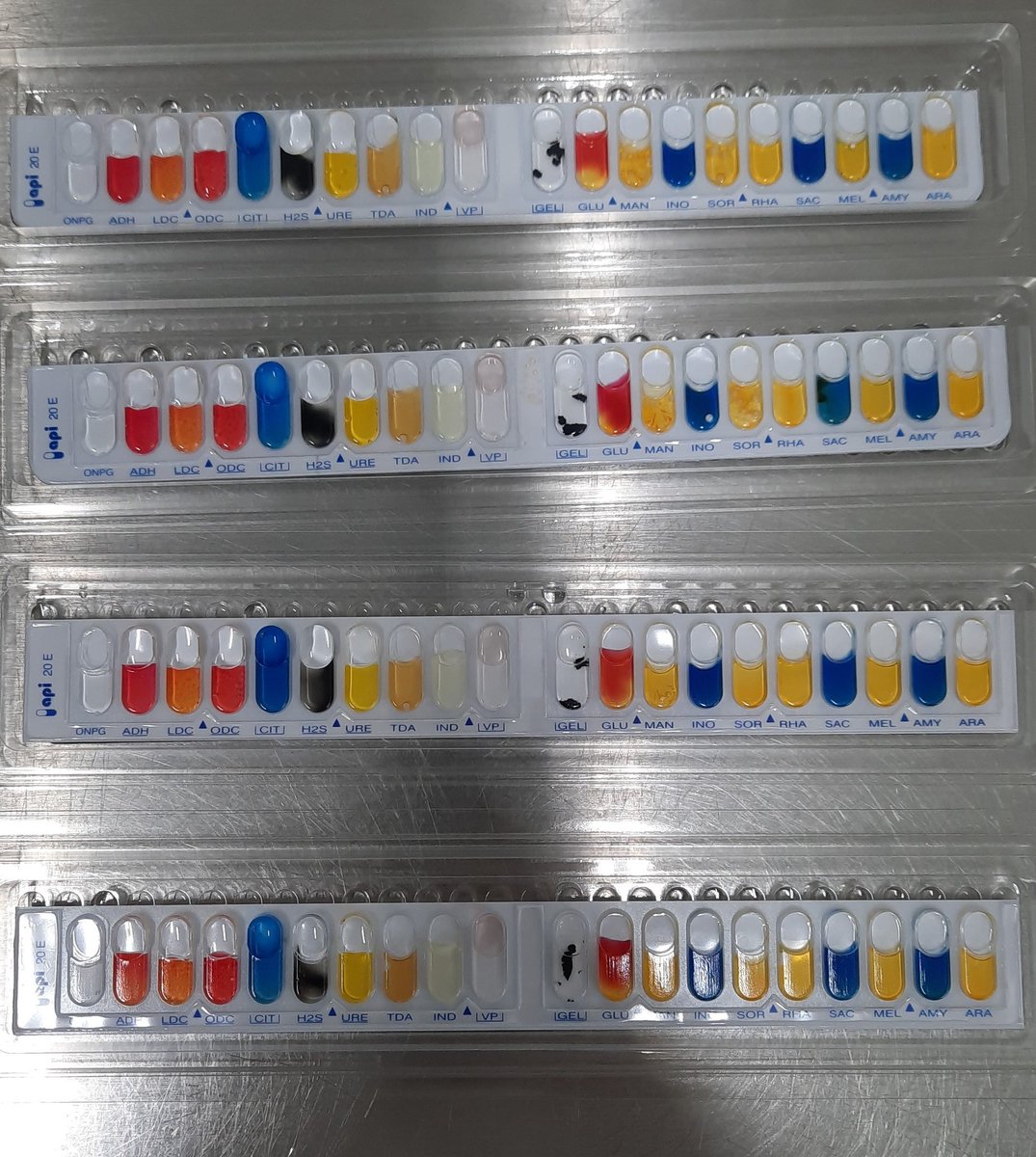 reyxolotl's tweet photo. Identifique la bacteria #microboy https://t.co/TBDrAtnCs2