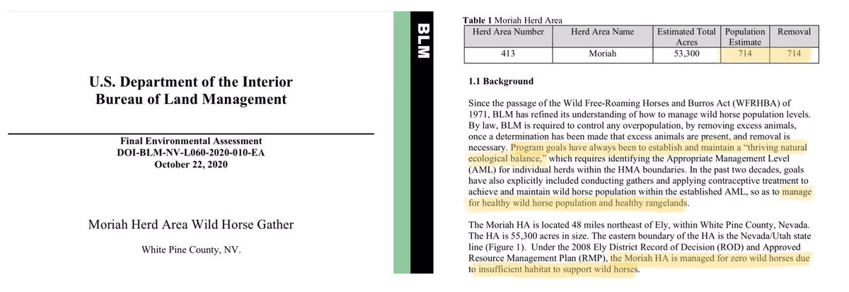 Blueequus775's tweet photo. .@NRDems @RepRaulGrijalva @RepJoeNeguse: in order to “manage for healthy rangelands” &amp; “maintain a thriving ecological balance” @blmnv will remove ALL the wild horses from the Moriah area but will allow 17,346 AUMs for cows &amp; sheep - some year round. This is tragic &amp; WRONG. https://t.co/Ea2WR107GJ