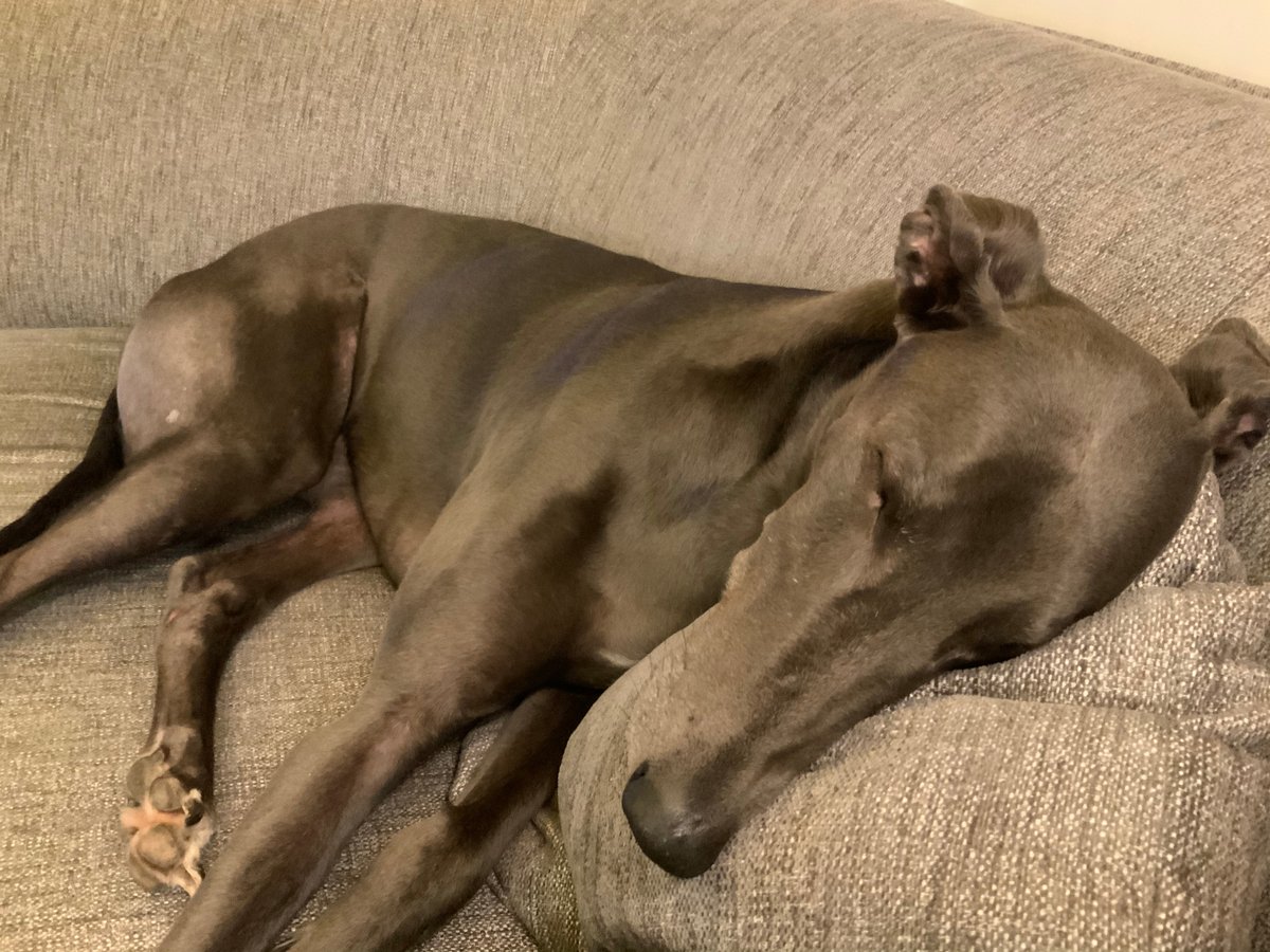 DogWalksNearMe's tweet photo. After a week of #dogwalks in the lovely #Cornwall, we are taking a well-earned rest. 🐕🚶‍♀️🇬🇧

We will be uploading some of our favourite routes to https://t.co/sR8S9KU8dY in the near future!

#DogWalksNearMe #Holidays #GetOutside #Greyhound #dogsoftwitter https://t.co/6tSEiIDzNS