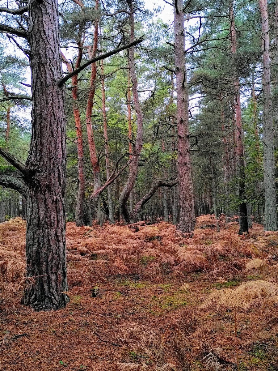 John Bateson tweet media