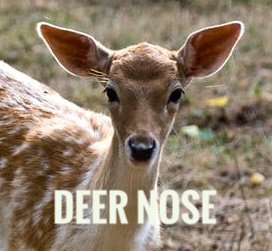 dabbanannmaga's tweet image. #spoonerism cc: @Neer_Dose