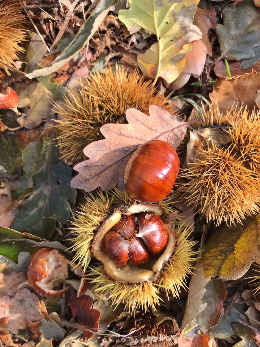 Blandine_42's tweet image. Profiter de la douceur pour crapahuter et découvrir La Chapelle du Mont Monnet ainsi qu’un magnifique panorama sur le Rhône et les Alpes... 🍂💚 @PilatmonParc #magnifiquefrance #pilat #tourisme42