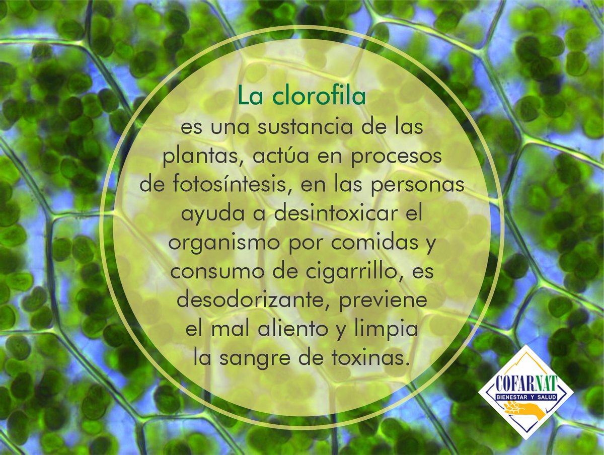 LabCofarnat's tweet image. Beneficios de la #Clorofila y el #Betacaroteno en tu salud

#BienestarySalud #Cofarnat #MedicinaNatural