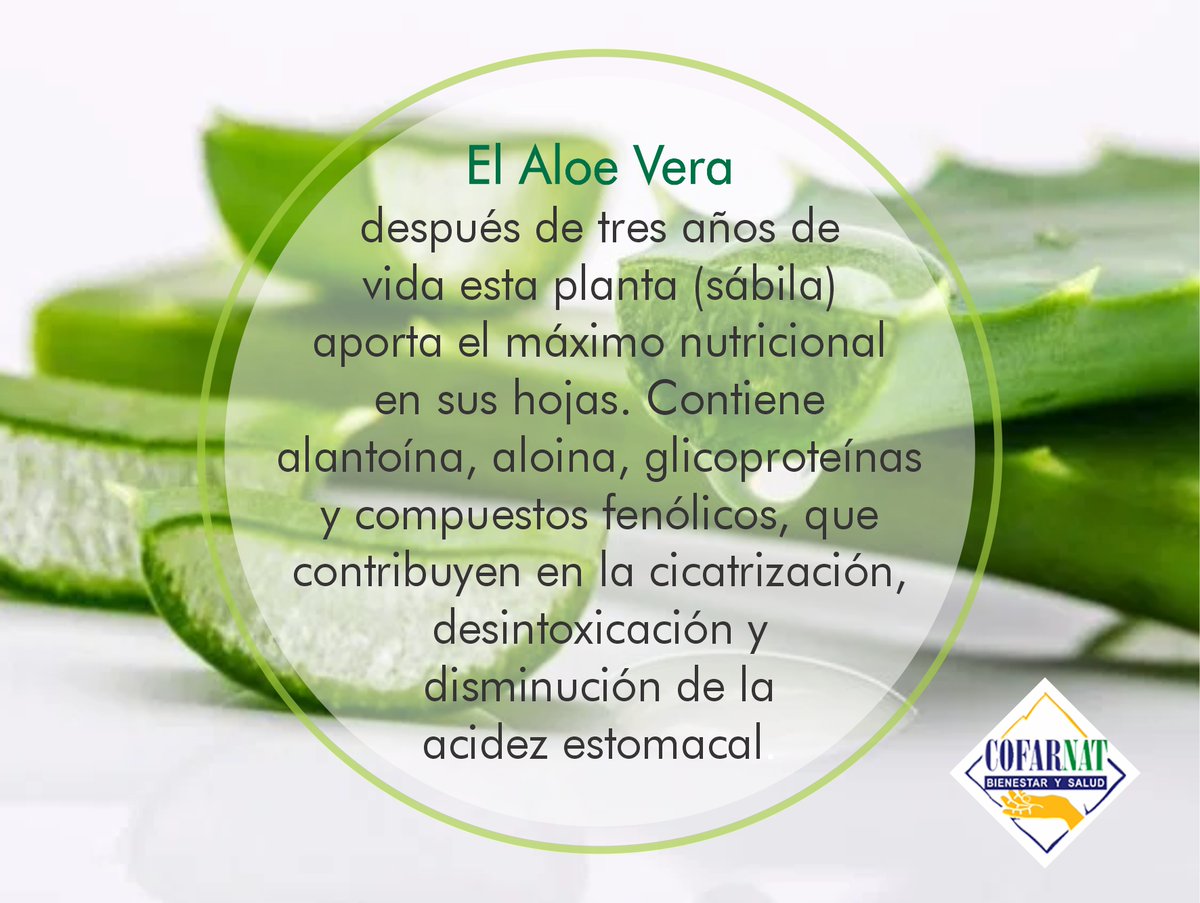 LabCofarnat's tweet image. Beneficios del #AloeVera en tu salud

#BienestarySalud #Cofarnat #MedicinaNatural