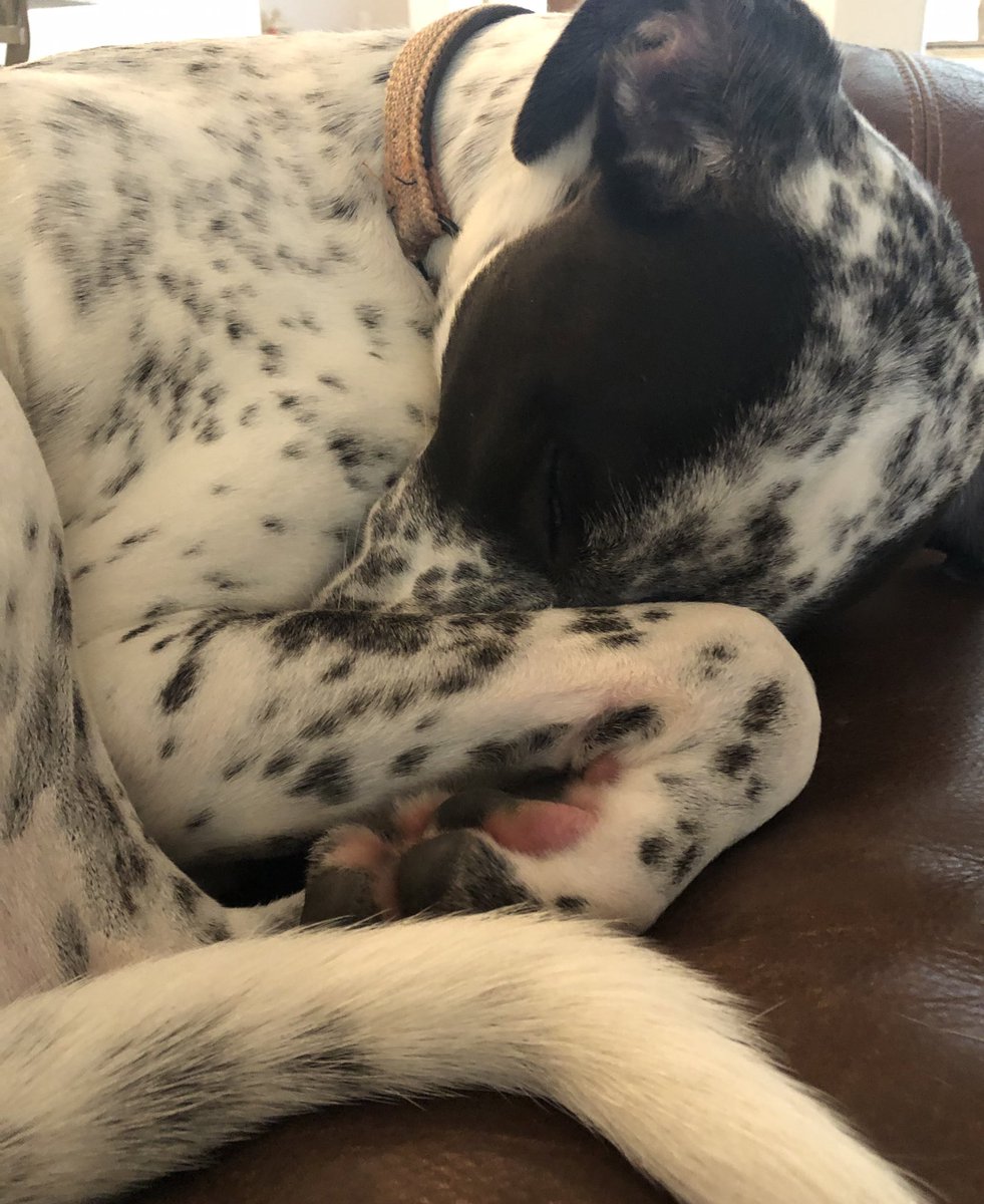 MuttOrbit's tweet photo. Post-Walkies means Happy Nappy Time.
#dogsoftwitter #rescuemutt #postwalk https://t.co/7SItEomRaq