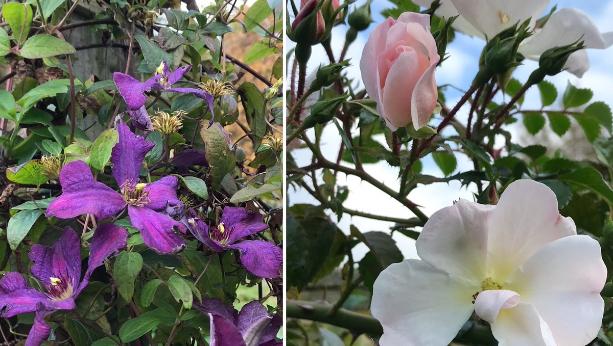 gateway_coll's tweet photo. This Autumn has been so mild, that our Clematis and Climbing Rose have flowered again. What's still going in your garden?
#northparkcommunitygarden #bootle #communitygardens #clematis #climbingrose #autumndisplay https://t.co/ibsVPf38sD