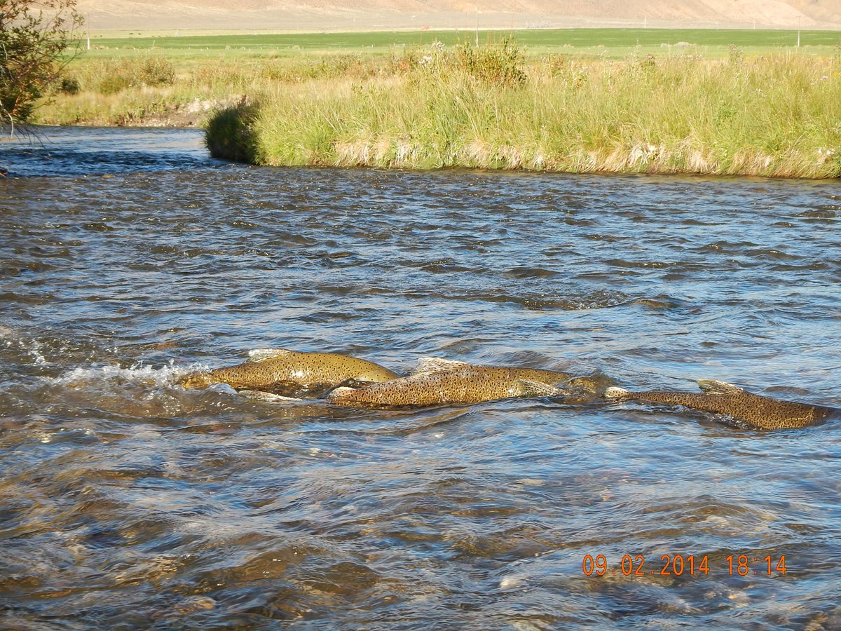 Nature_ID's tweet photo. It's #WorldFishMigration Day! 

Today we celebrate our love for fish and the rivers they depend on. Salmon swim nearly 900 miles from the ocean to spawning waters in Idaho's Upper Salmon Basin. Check out https://t.co/D1ERxbyA4U for more info!

📸Ron Troy/TNC https://t.co/pNy3oQYoRj