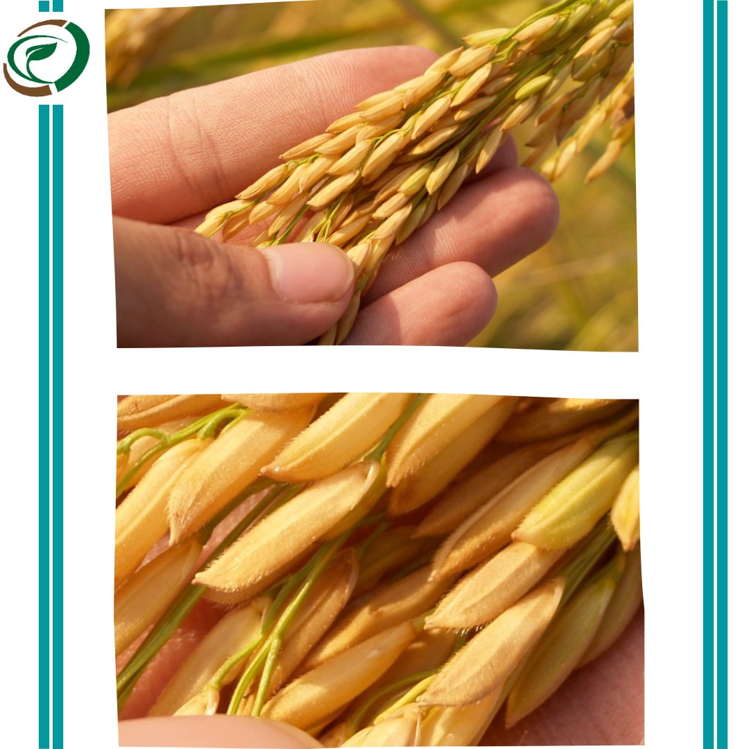 OProviders's tweet photo. The industry is anticipated to blossom exponentially in the future.

Join our free global directory
https://t.co/iIr6WvIe6B

#organic #organicfood #organico #organicgarden #organicwine #organicfoods#organicfoodhouse
#organicfoodshare#organicfoodforyou... https://t.co/00iasBpcuf